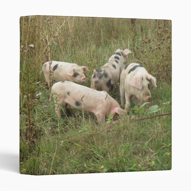 Classeur Porcs dans un album photo sur le terrain (Devant/Côté)