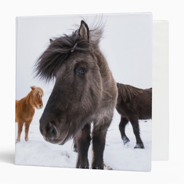Classeur portrait de cheval islandais, Islande (Devant/Intérieur)
