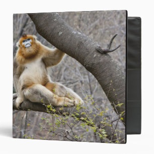 Classeur Portrait de singe doré mâle dans un arbre
