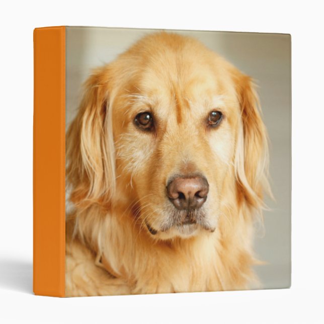 Classeur Portrait Golden Retriever (Devant/Côté)