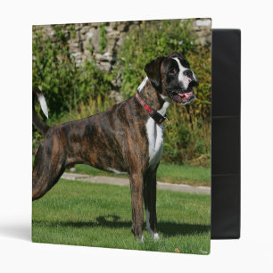 Classeur Position Brindle d'exposition canine de boxeur