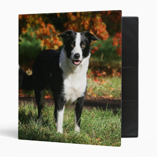 Classeur Position d'automne de border collie