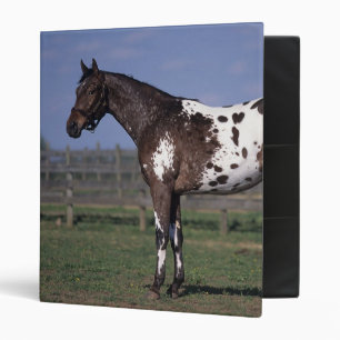 Classeur Position de cheval d'Appaloosa