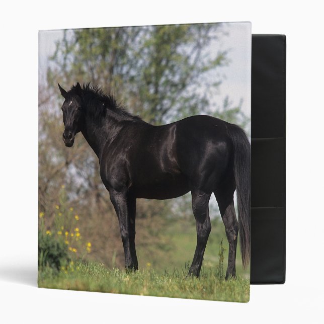 Classeur Position de cheval de pur sang (Devant/intérieur)