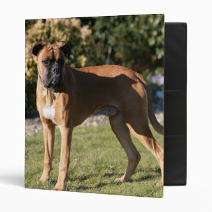 Classeur Position de chien de boxeur de faon