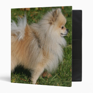 Classeur Position de Pomeranian