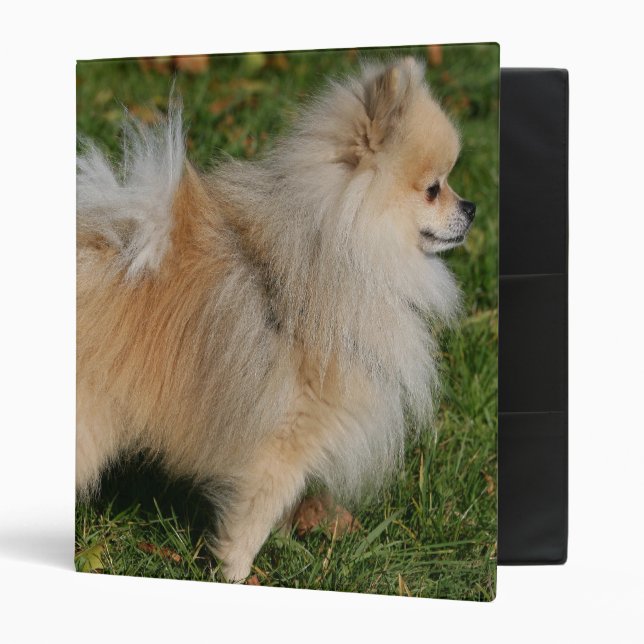 Classeur Position de Pomeranian (Devant/intérieur)