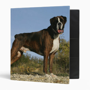 Classeur Position d'exposition canine de boxeur