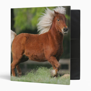 Classeur Position miniature de cheval