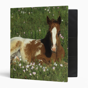 Classeur Poulain d'Appaloosa fixant en fleurs