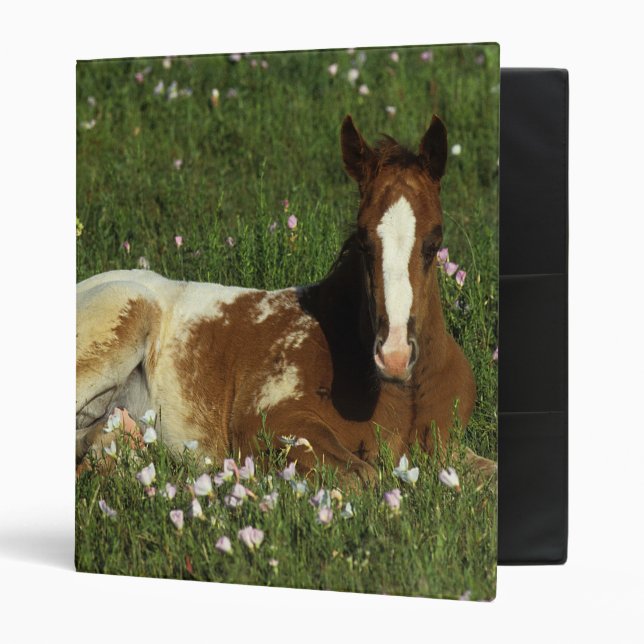 Classeur Poulain d'Appaloosa fixant en fleurs (Devant/intérieur)