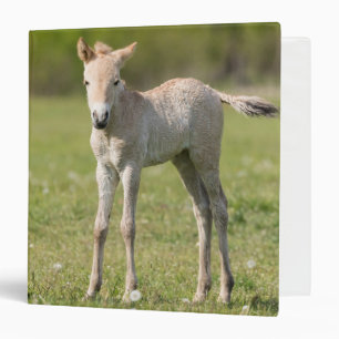 Classeur Poulain de cheval de Przewalski, Hongrie