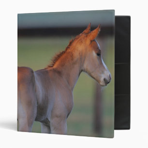 Classeur Poulain quart de cheval