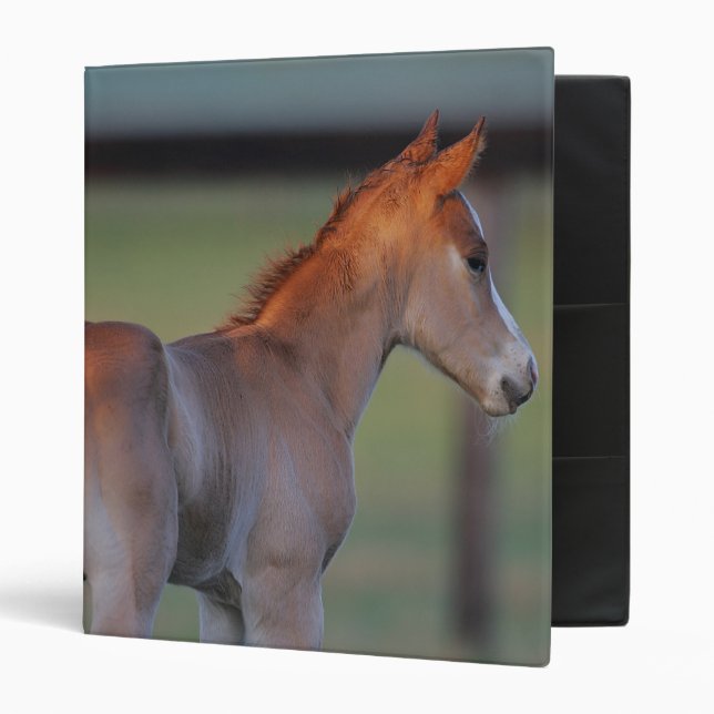 Classeur Poulain quart de cheval (Devant/intérieur)