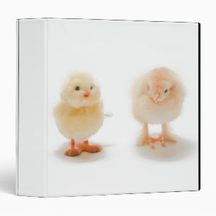 Classeur Poule de bébé et fausse poule mécanique