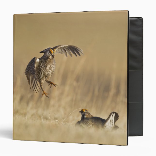 Classeur Poulets de prairie mâles à poitrine dans le comté  (Devant/Intérieur)