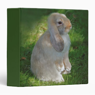 Classeur pour bébé lapin Minilop