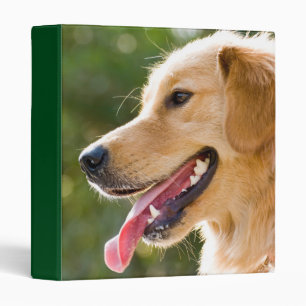 Classeur Profil Golden Retriever avec sortie de langue