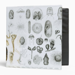 Classeur Protozoaires et coelentérés