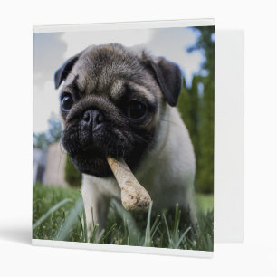 Classeur Pug puppy