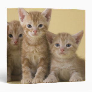 Classeur Quatre chatons de Shorthair d'Américain