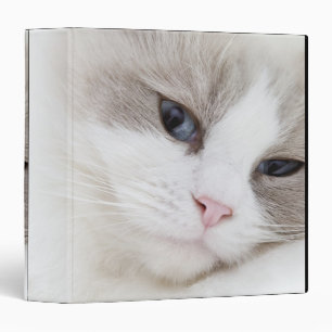 Classeur Ragdoll