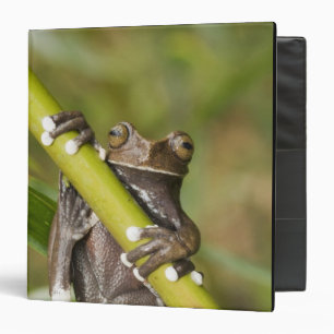 Classeur Rainette Tapichalaca captive Hyloscirtus