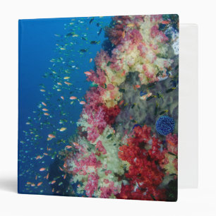 Classeur Récif de corail sous-marin, Indonésie