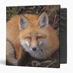 Classeur renard roux, Vulpes vulpes, en couleurs d'automne
