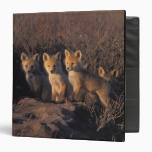 Classeur renard roux, Vulpes vulpes, kits