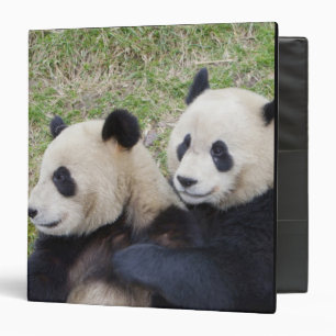 Classeur Réserve de Wolong, Chine, Panda géant faisant un c