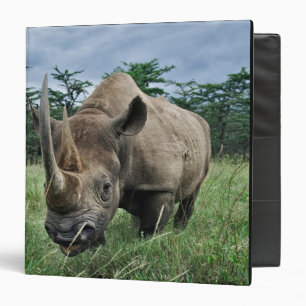 Classeur Rhinocéros noir, Diceros bicornis, Kenya