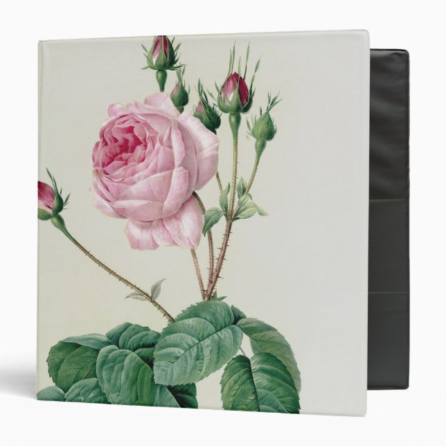Classeur Rosa Centifolia Bullata (Devant/Intérieur)