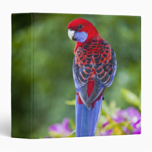 Classeur Rosella cramoisi et contexte des orchidées
