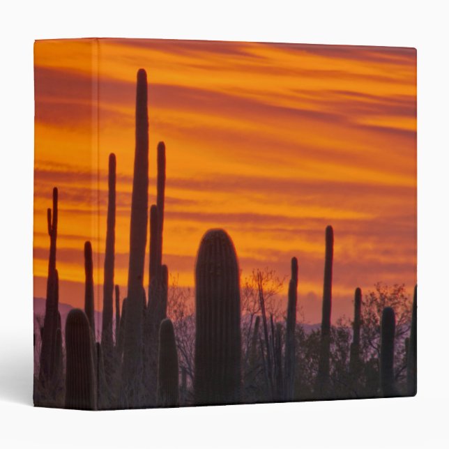 Classeur Saguaro, coucher du soleil, Parc national du Sagua (Devant/Côté)