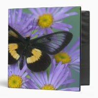 Sammamish Washington Photographie de papillon