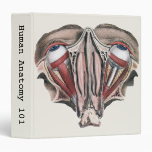 Classeur Science de l'anatomie humaine vintage, yeux