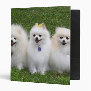 Classeur Séance de 3 Pomeranians