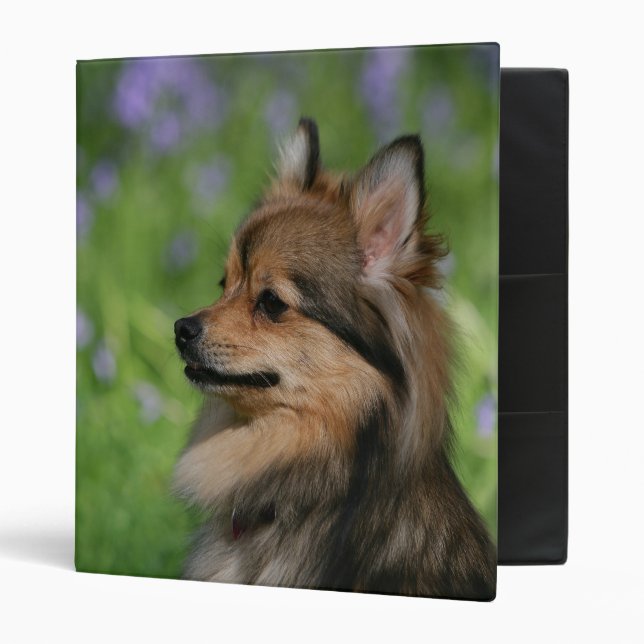 Classeur Séance de Headshot de Pomeranian (Devant/intérieur)