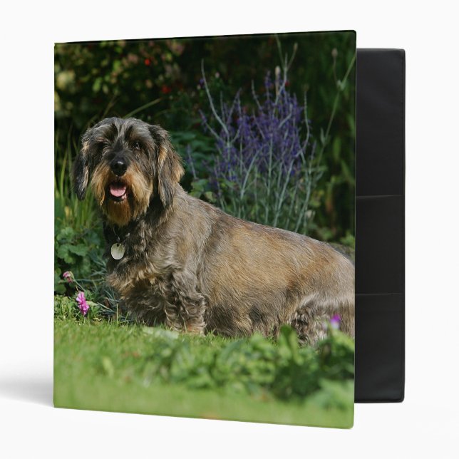 Classeur Séance standard à poils durs de teckel (Devant/intérieur)