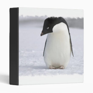 Classeur seul de pingouin
