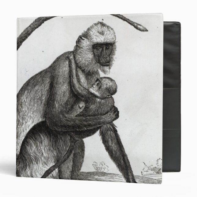 Classeur Singe brésilien (Devant/Intérieur)