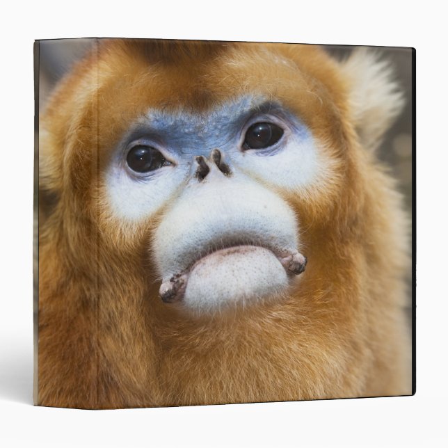 Classeur Singe doré mâle Pygathrix roxellana (Devant/Côté)