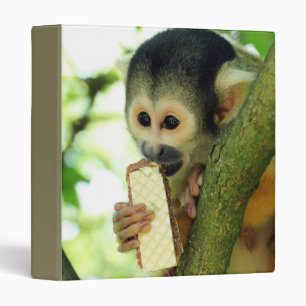 Classeur Singe-écureuil mangeant un biscuit de gaufrette