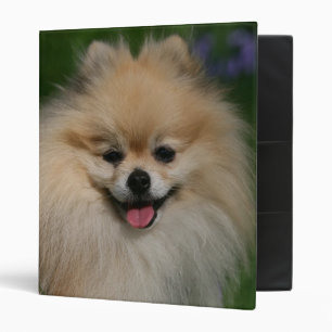 Classeur Sourire de Pomeranian