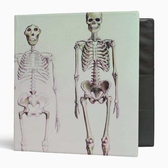 Classeur Squelettes des australopithèques Boisei (Devant/Intérieur)