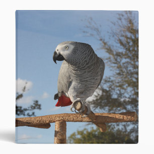 Classeur Superbe perroquet gris africain