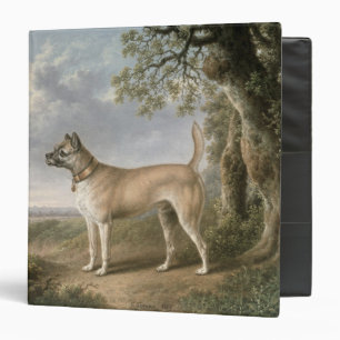 Classeur Terrier sur un chemin dans un paysage boisé
