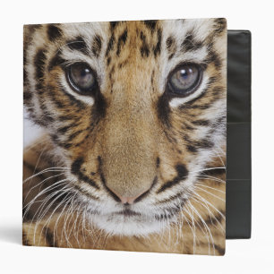Classeur Tigre CUB
