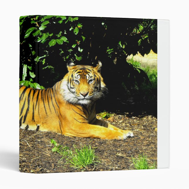 Classeur Tigre de Sumatran (Devant/Côté)